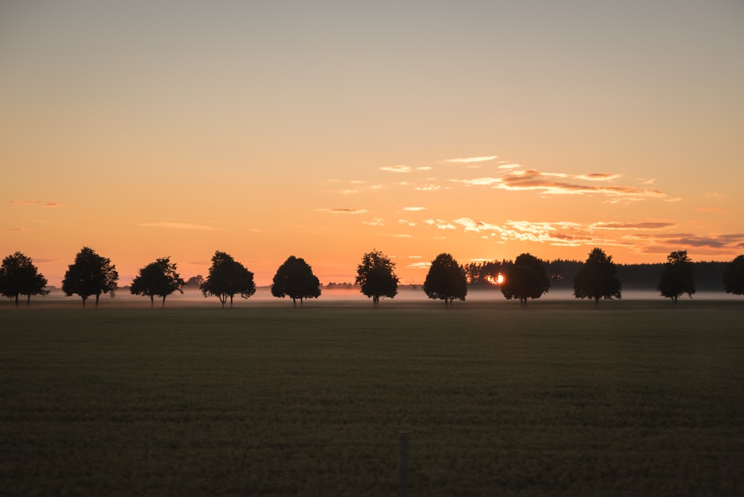 Photo Image: Forest Nouns: Trees, Once-ler